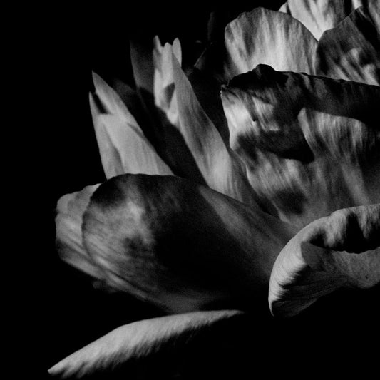 Louise Roam - Là Où Passe La Nuit 2LP (Vinyl LP) PRE-ORDER